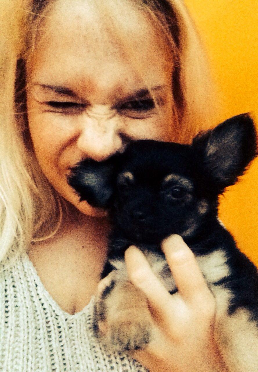 Chihuahua Milo billede 7