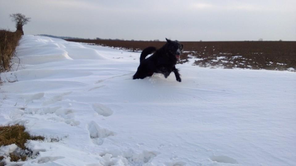 Blanding af racer Bjørn billede 2