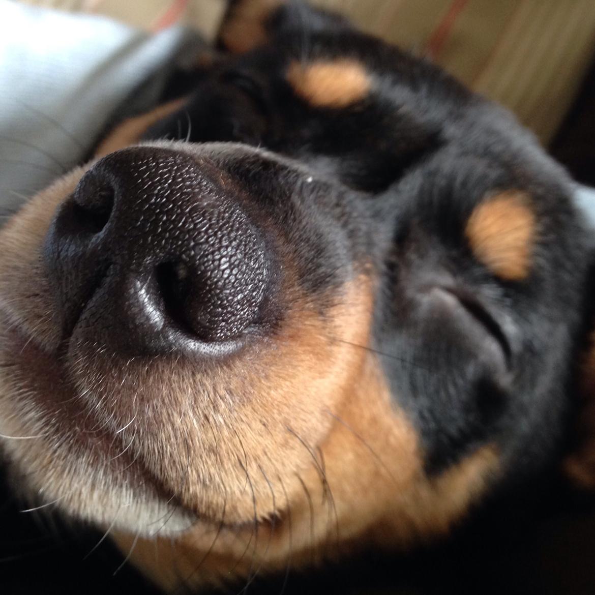 Dansk svensk gaardhund Balou billede 7