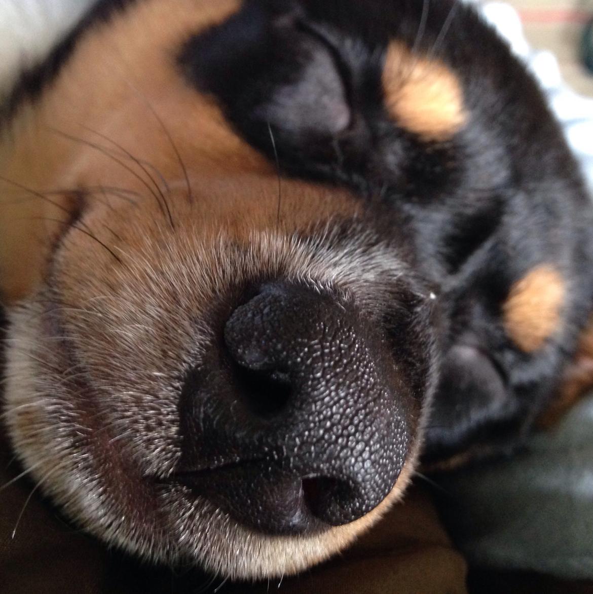 Dansk svensk gaardhund Balou billede 8