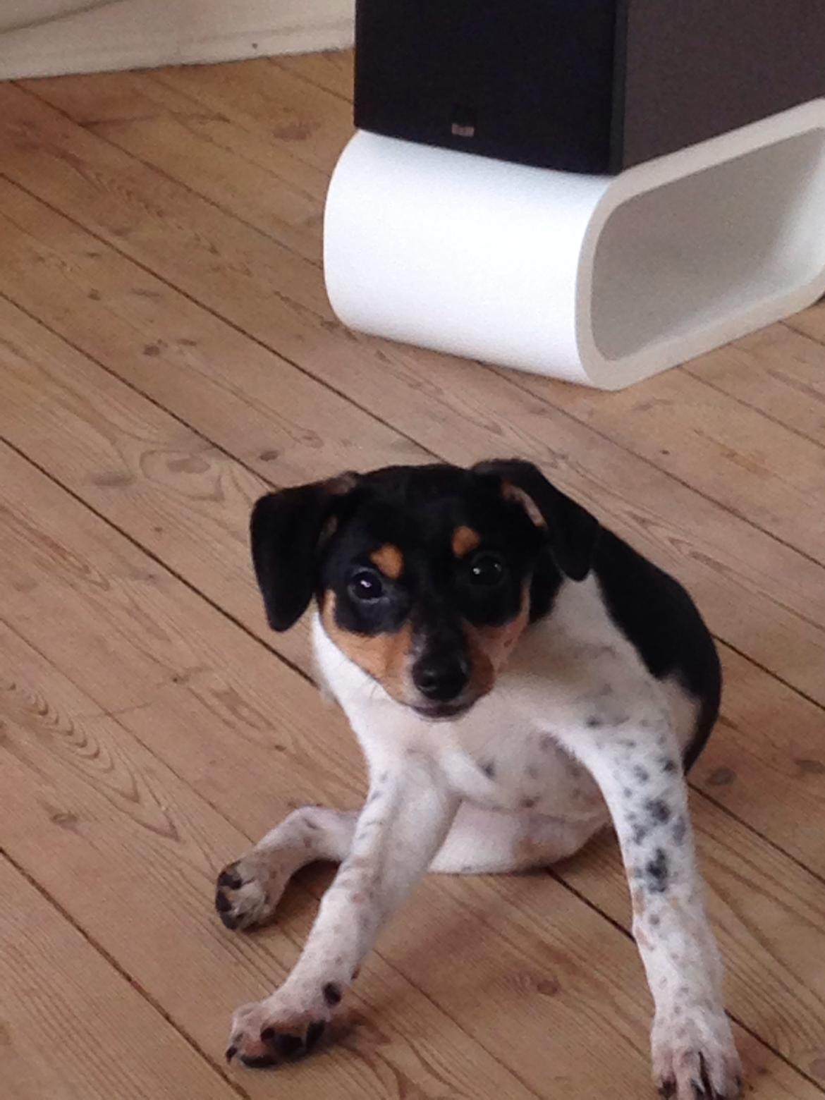 Dansk svensk gaardhund Balou billede 9