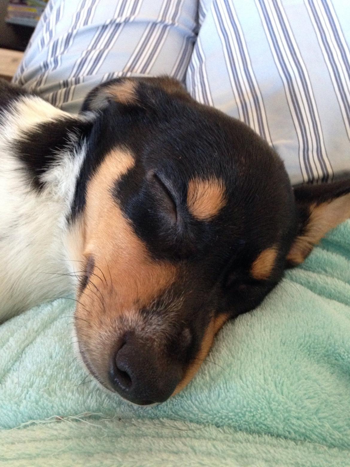 Dansk svensk gaardhund Balou billede 10