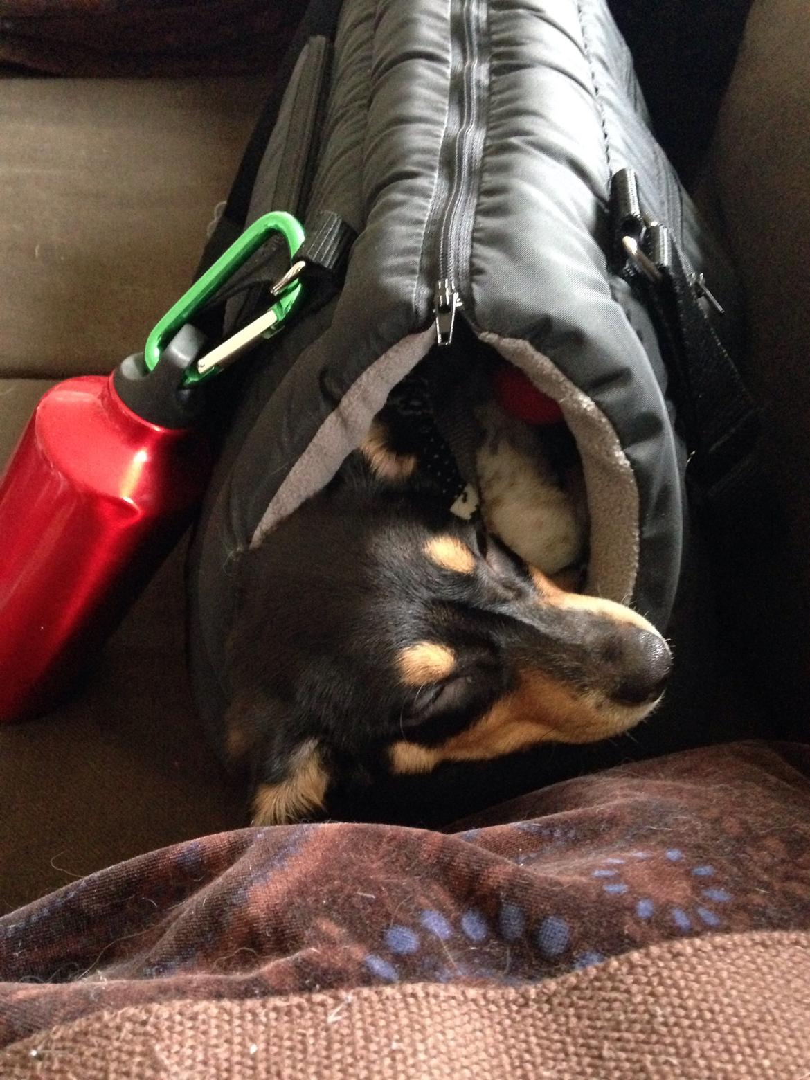 Dansk svensk gaardhund Balou billede 11