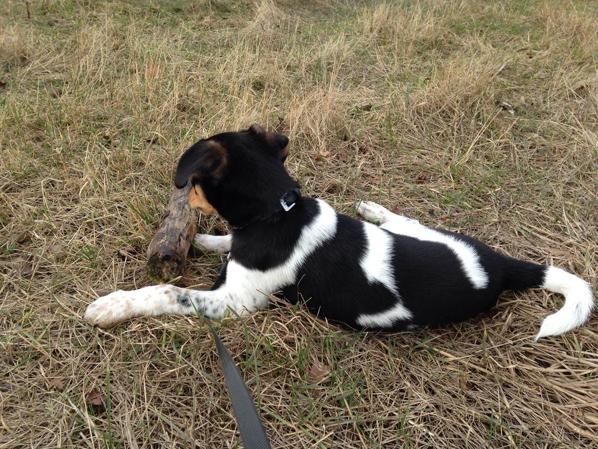 Dansk svensk gaardhund Balou billede 12