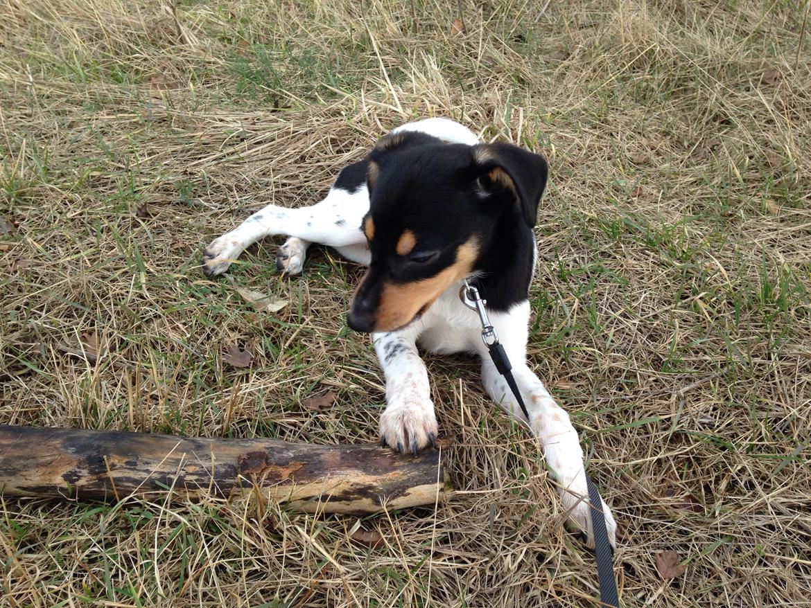 Dansk svensk gaardhund Balou billede 13