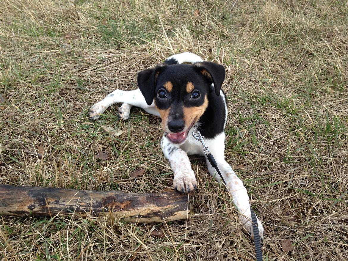 Dansk svensk gaardhund Balou billede 14