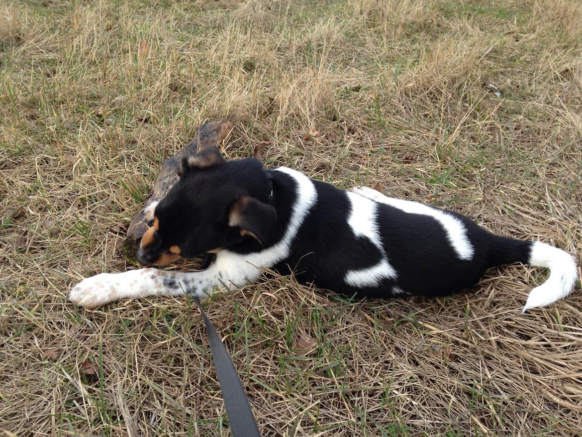 Dansk svensk gaardhund Balou billede 15