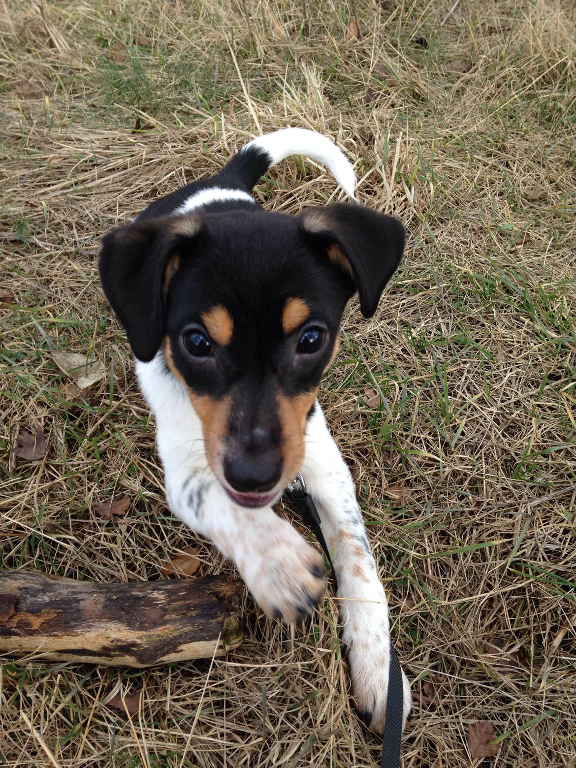 Dansk svensk gaardhund Balou billede 16