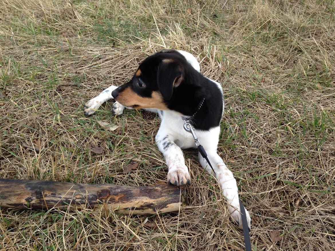Dansk svensk gaardhund Balou billede 17