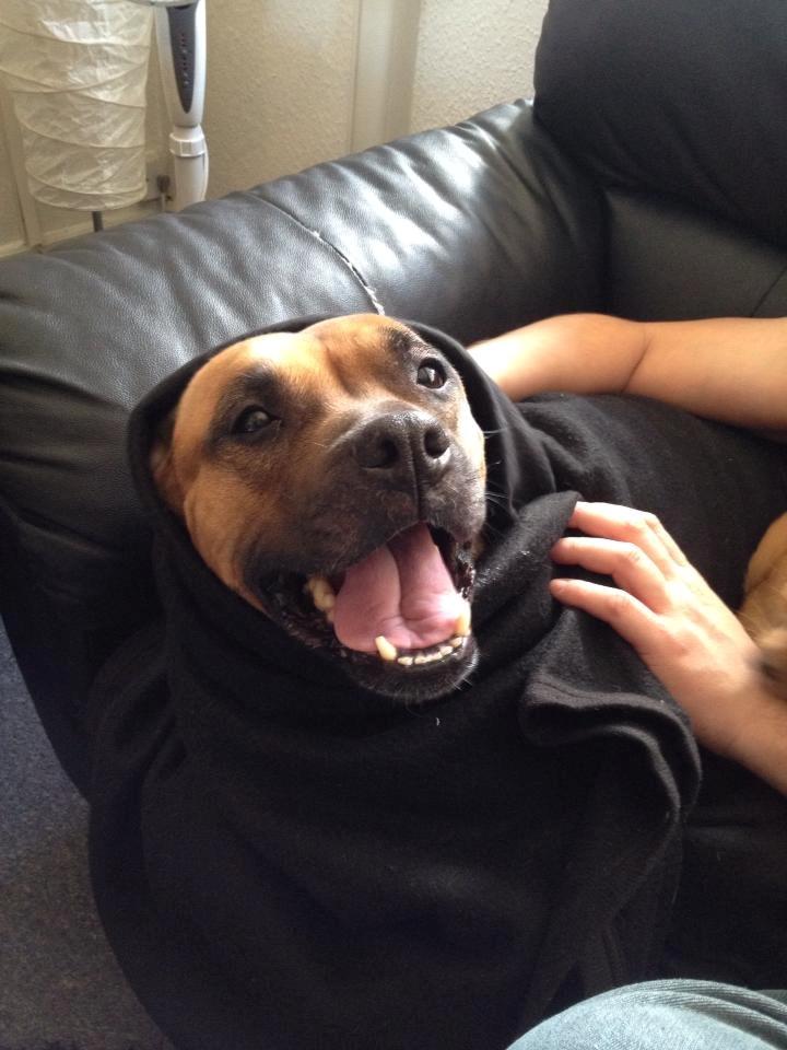 Staffordshire bull terrier Nela Tykpigen* Engelhund :'( billede 2