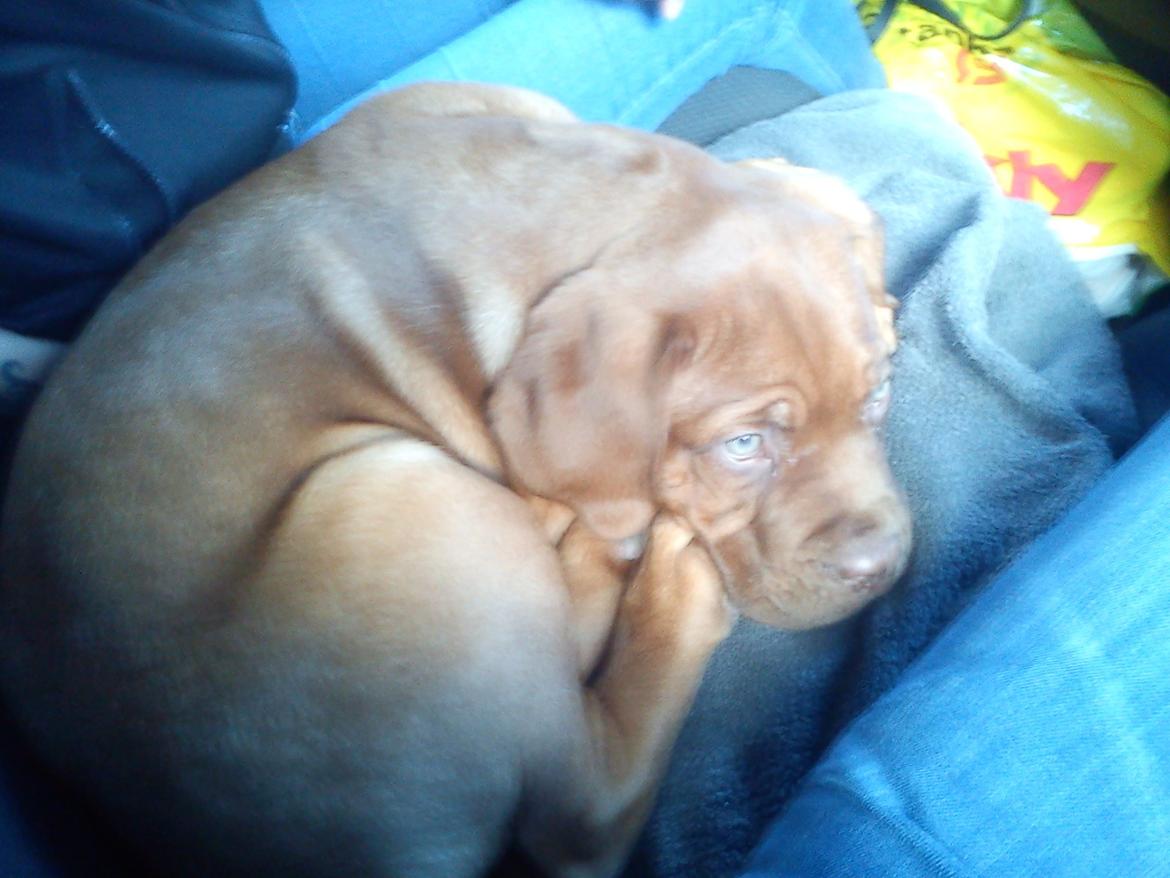 Dogue de bordeaux Cody - Han var så lille da vi hentede ham, at han kunne ligge på det lille midtersæde i bilen :) billede 33
