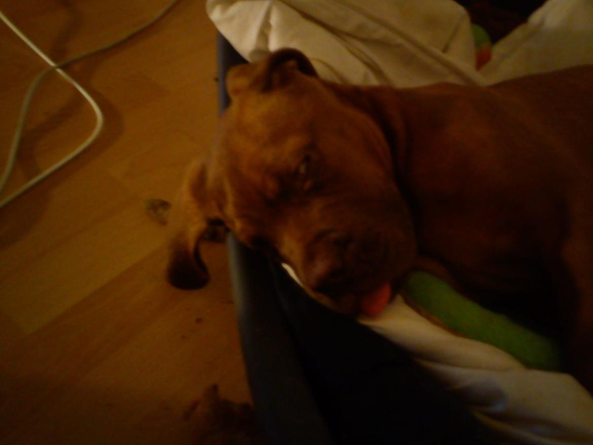Dogue de bordeaux Cody - Sover med tungen ude :p billede 34
