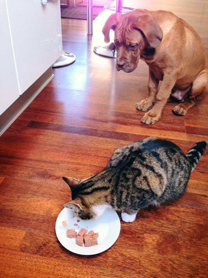 Dogue de bordeaux Cody - Det var så snyd, at han ikke måtte smage ! billede 35