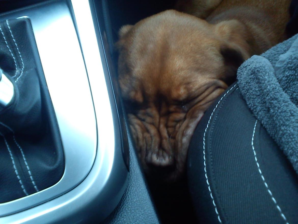 Dogue de bordeaux Cody - Han ville absolut ligge med hovedet der :p billede 36