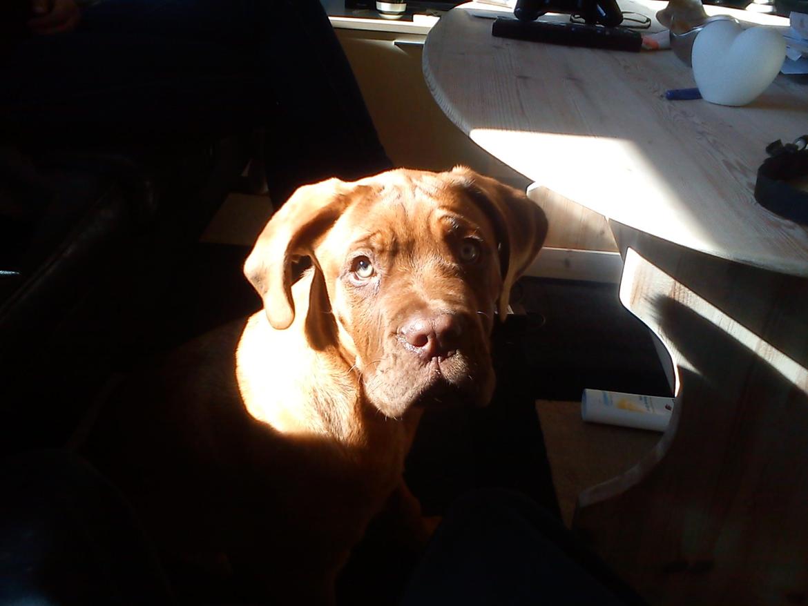 Dogue de bordeaux Cody billede 37