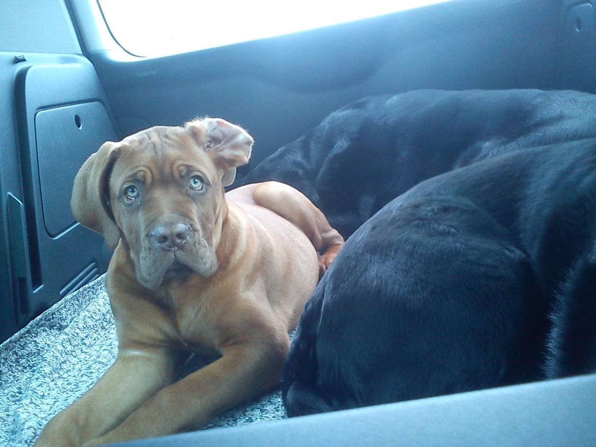 Dogue de bordeaux Cody - Efter vi har været i hundesvømmehal :) billede 38