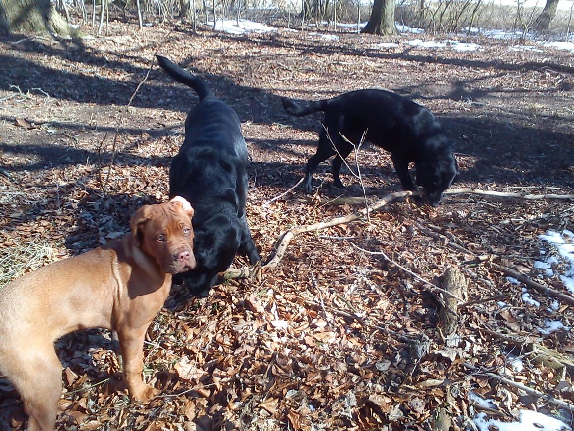 Dogue de bordeaux Cody - I skoven :D billede 39