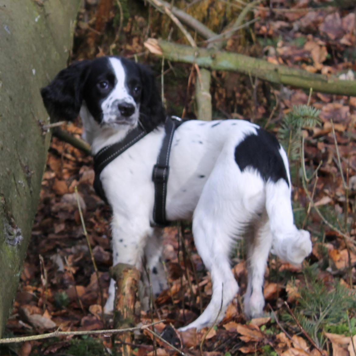 Field Trial spaniel Krümmels Sakko billede 13
