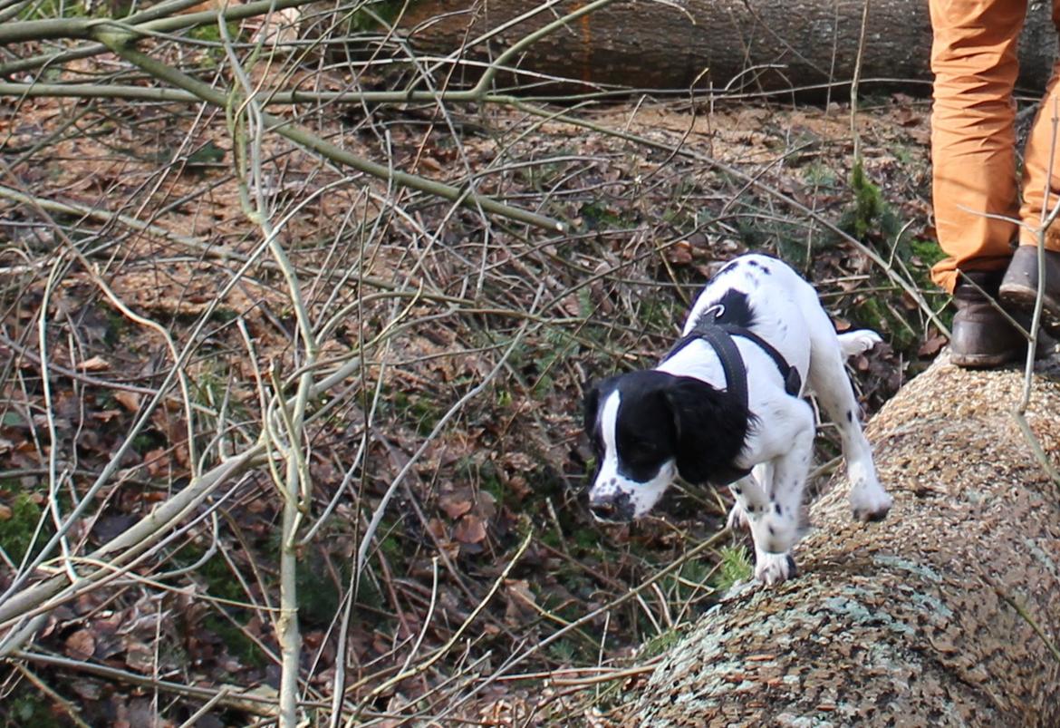 Field Trial spaniel Krümmels Sakko billede 14