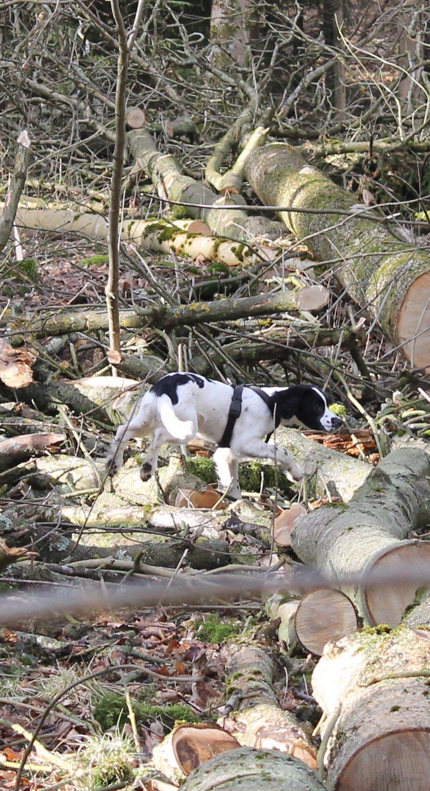 Field Trial spaniel Krümmels Sakko billede 15