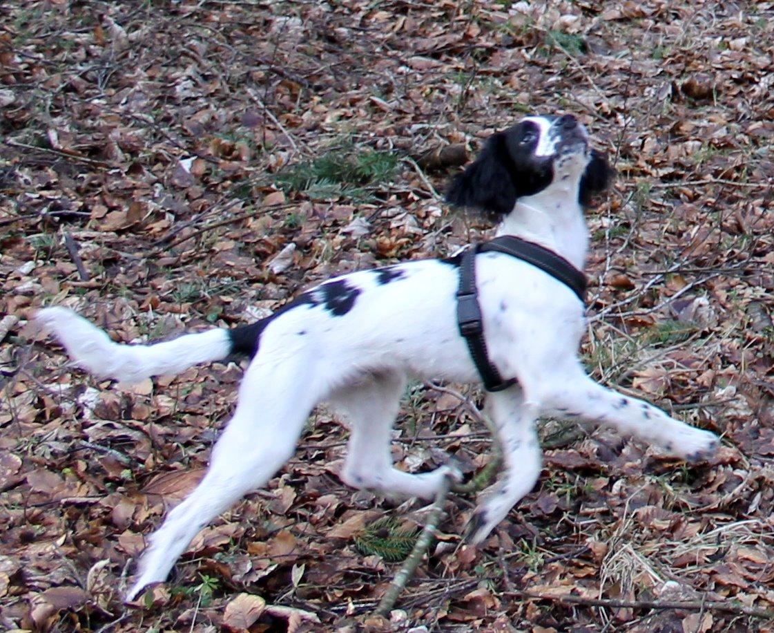 Field Trial spaniel Krümmels Sakko billede 16