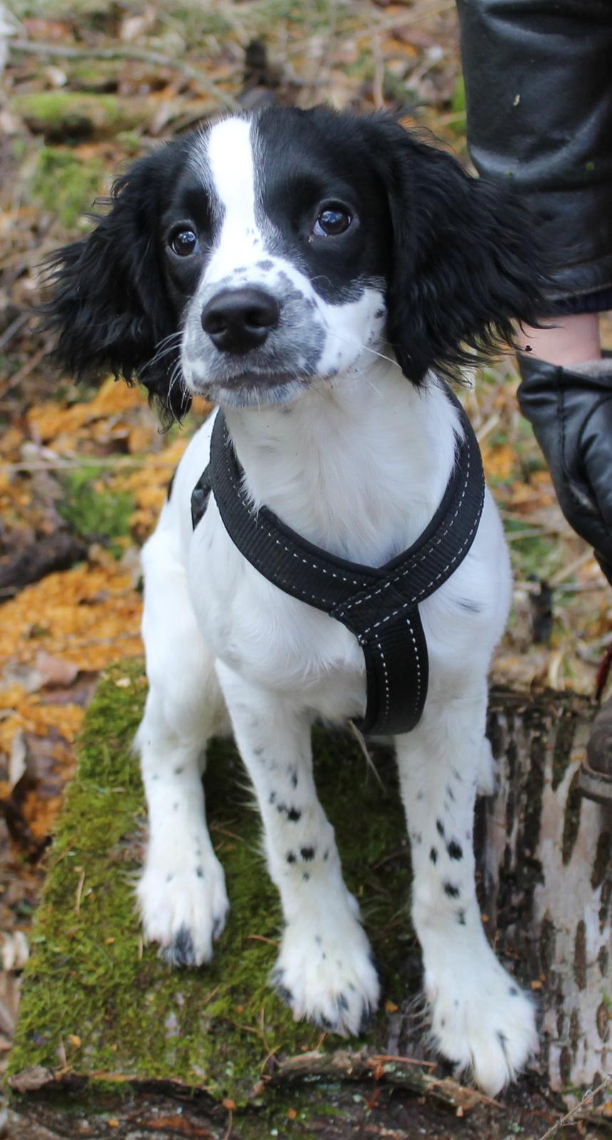 Field Trial spaniel Krümmels Sakko - Hej! Jeg hedder Sakko. Velkommen til min profil...er jeg ikke søøøød? billede 1