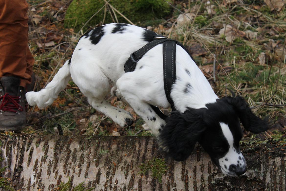 Field Trial spaniel Krümmels Sakko billede 17