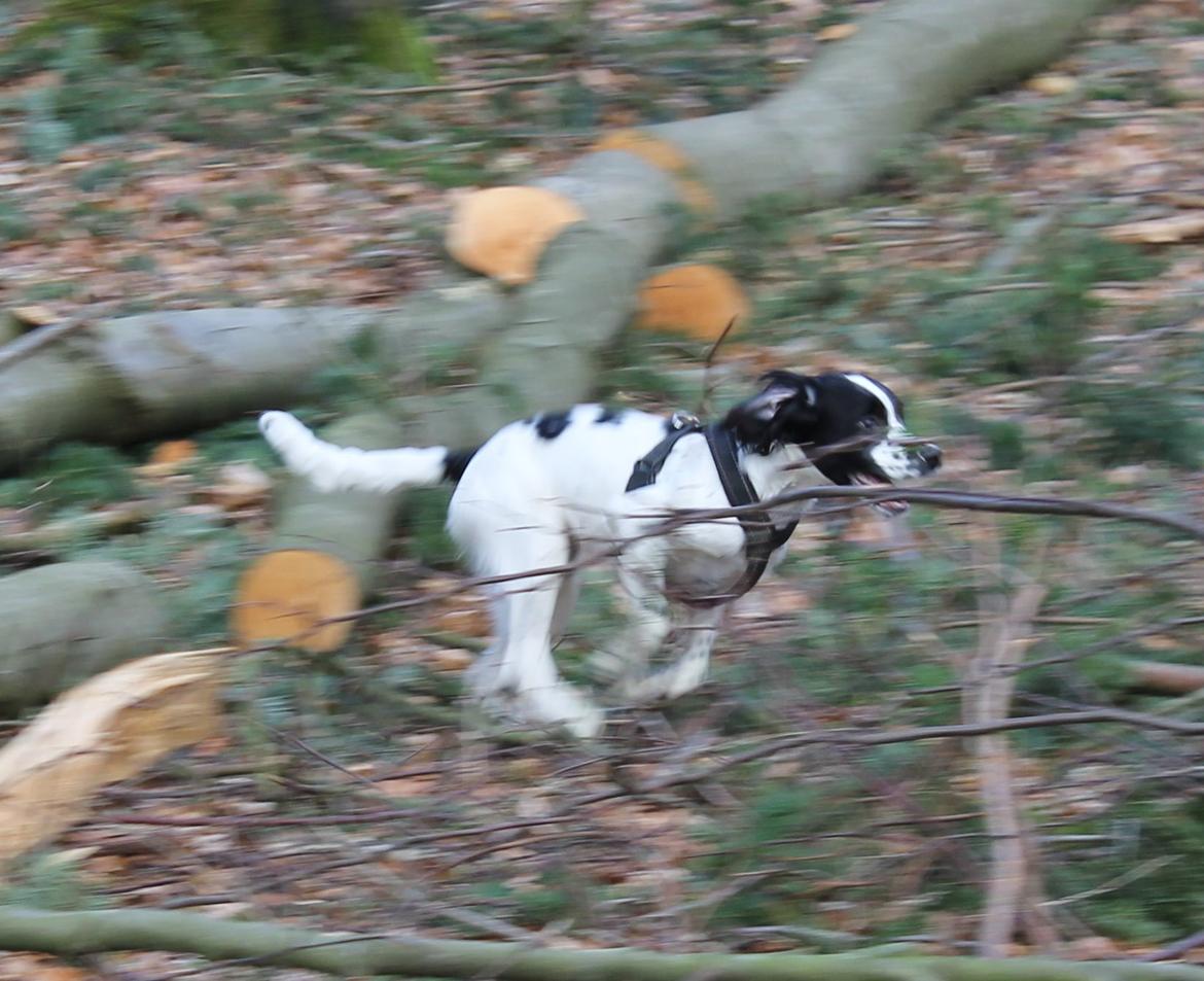 Field Trial spaniel Krümmels Sakko billede 18