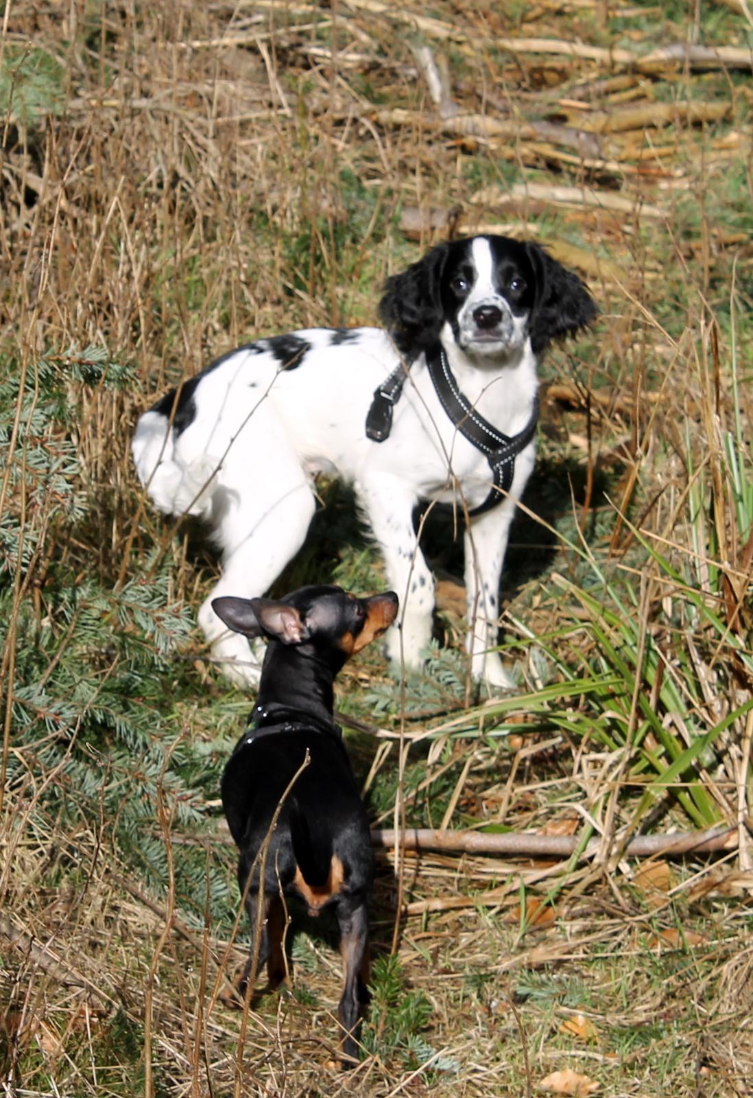 Field Trial spaniel Krümmels Sakko billede 19