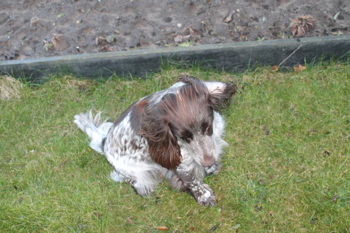 Field Trial Cockerspaniel Sally billede 21