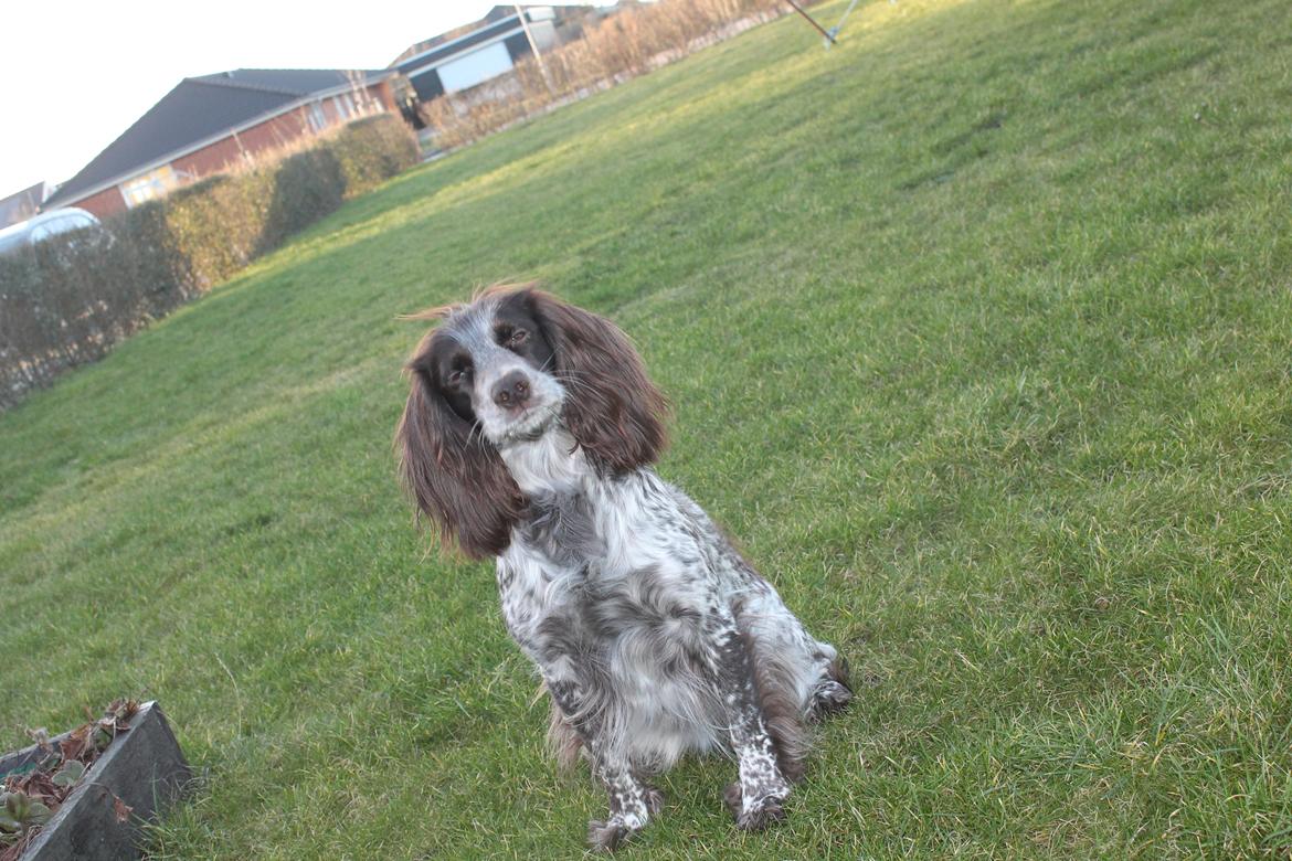 Field Trial Cockerspaniel Sally billede 24