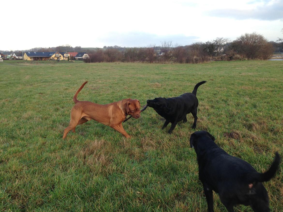 Dogue de bordeaux Cody - Kamp om pinden :) billede 40