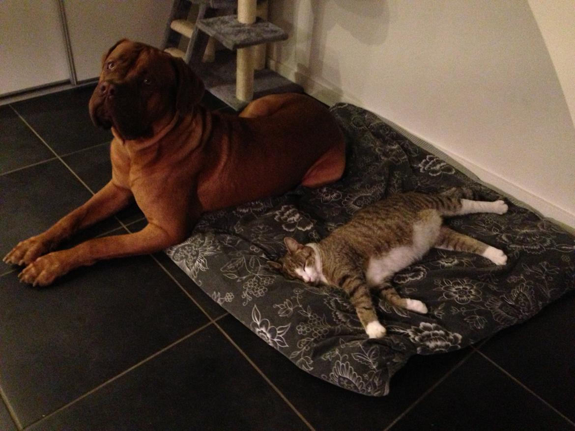 Dogue de bordeaux Cody - Dumme kat, tager hans plads :) billede 41