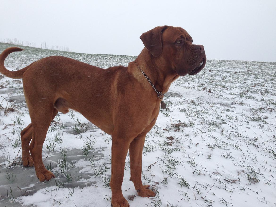 Dogue de bordeaux Cody - Muffi i sneen :) billede 43