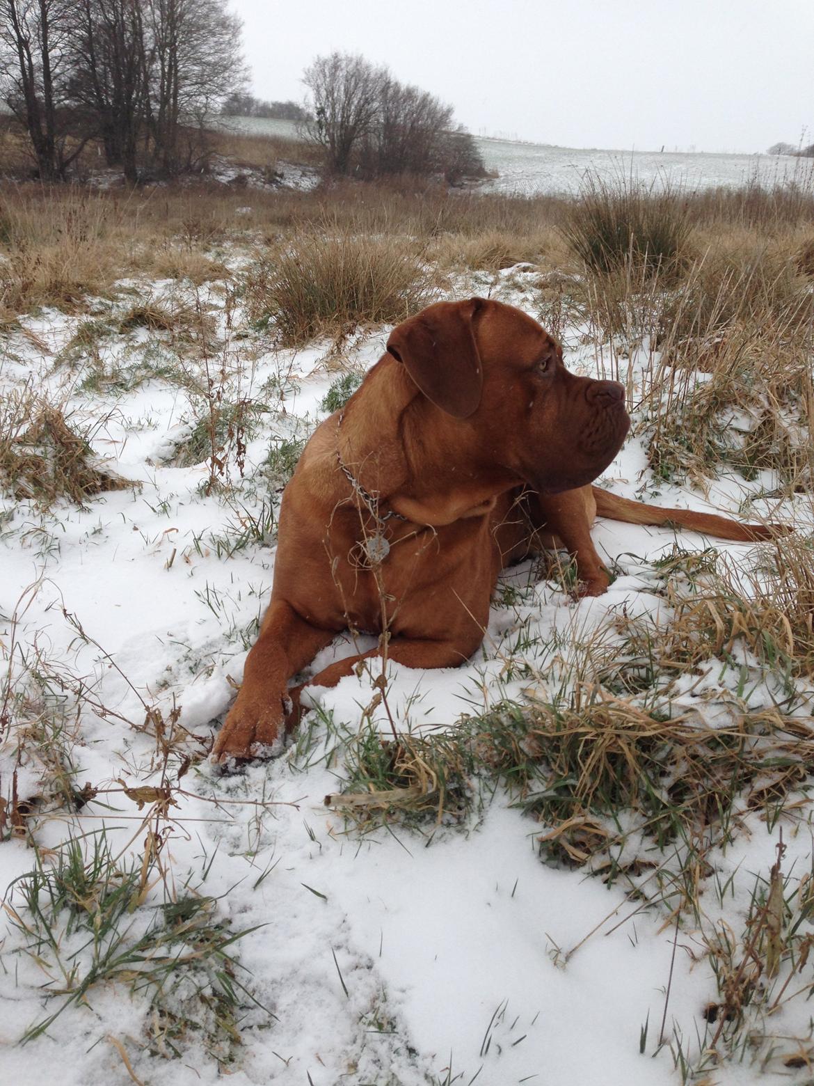 Dogue de bordeaux Cody billede 44
