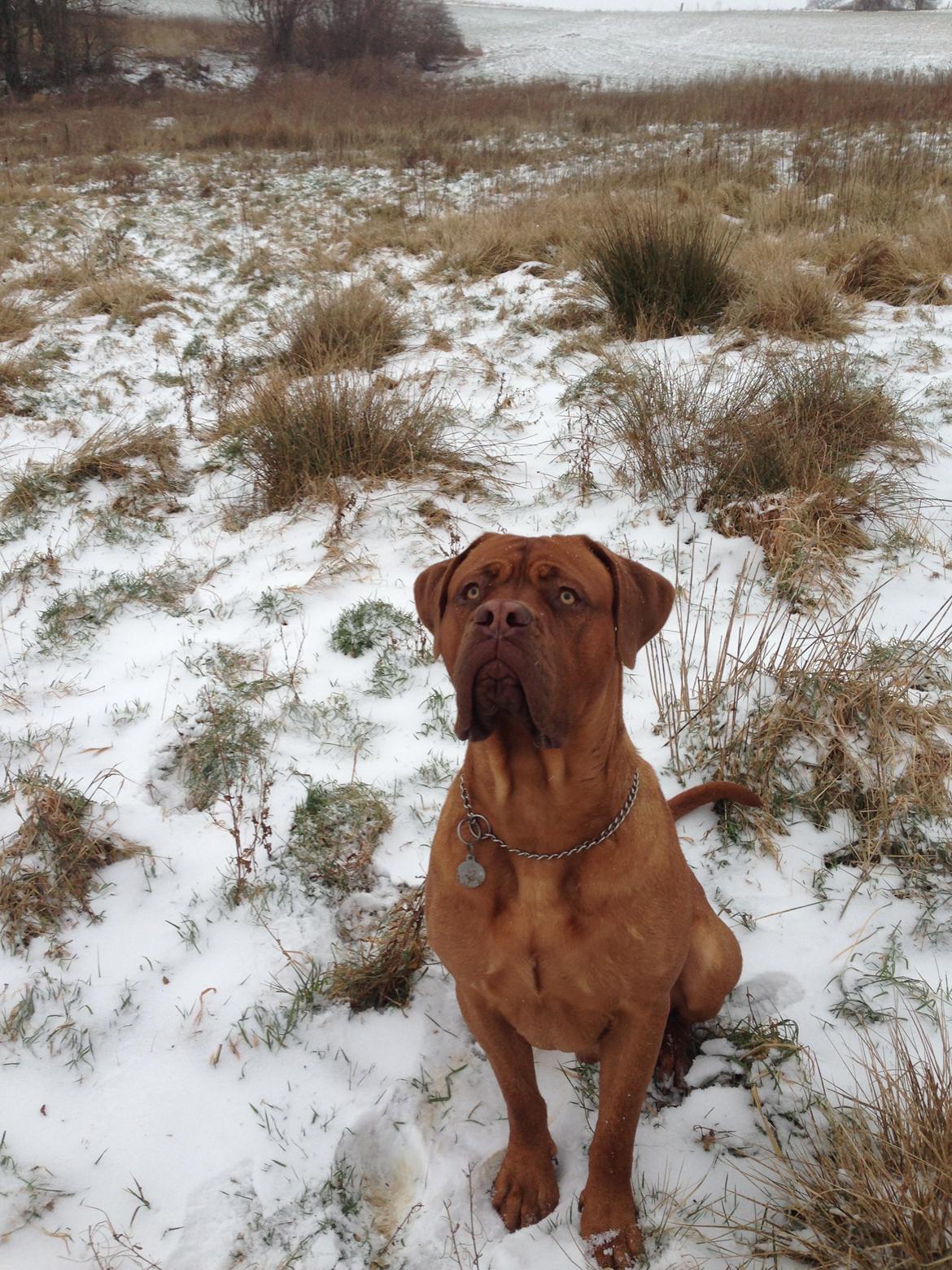 Dogue de bordeaux Cody billede 45