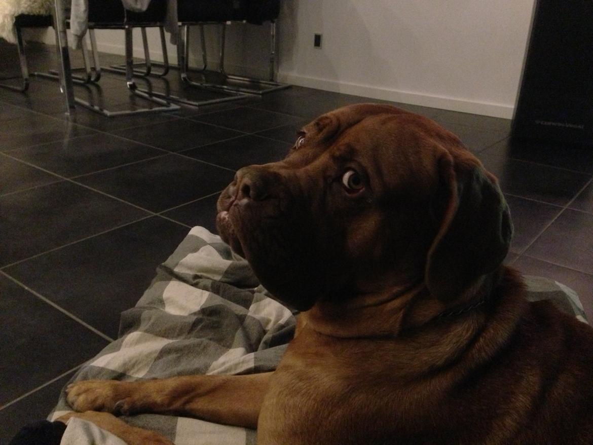 Dogue de bordeaux Cody - Aaaaaaahr billede 46