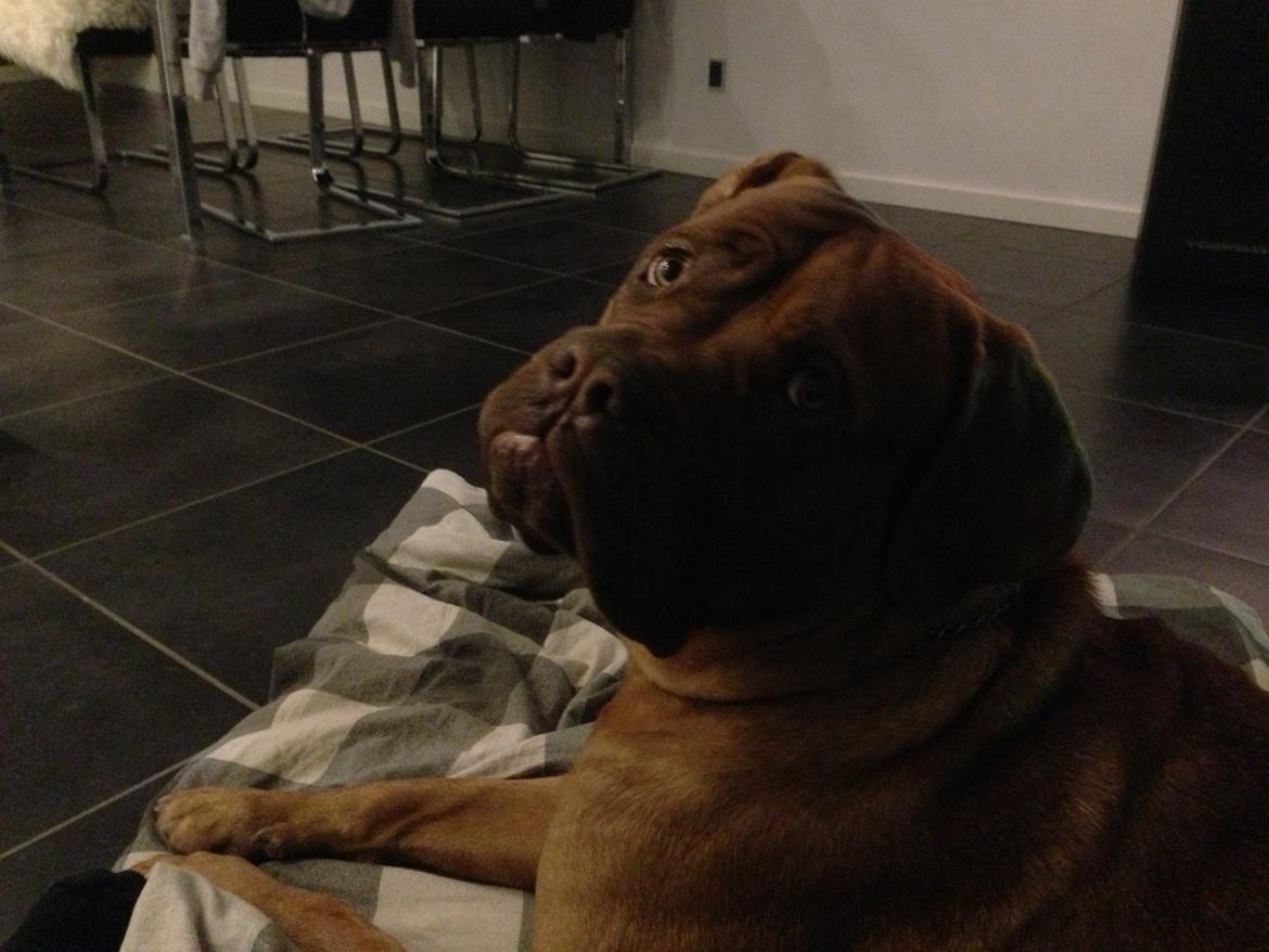 Dogue de bordeaux Cody billede 47