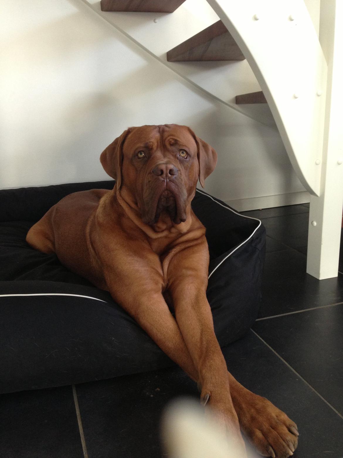 Dogue de bordeaux Cody billede 48