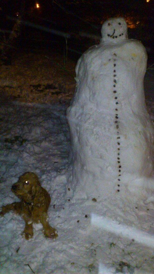 Cocker spaniel Nova - Nova var med til at bygge snemand i julen 2012 ;-)..  billede 2