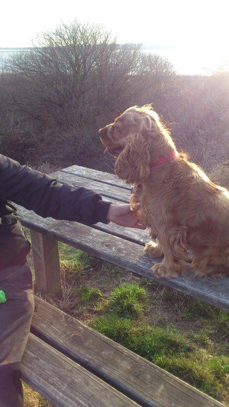Cocker spaniel Nova - Ude på gåtur på Gjøl bjerge med en pause på bænkene :-) billede 3