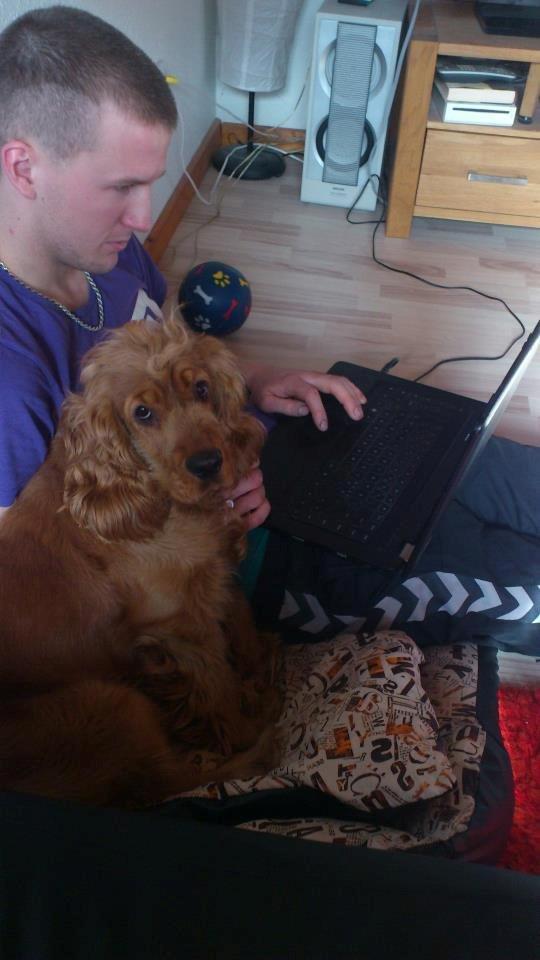 Cocker spaniel Nova - 'hvorfor sidder du i min hundekurv far?' billede 5