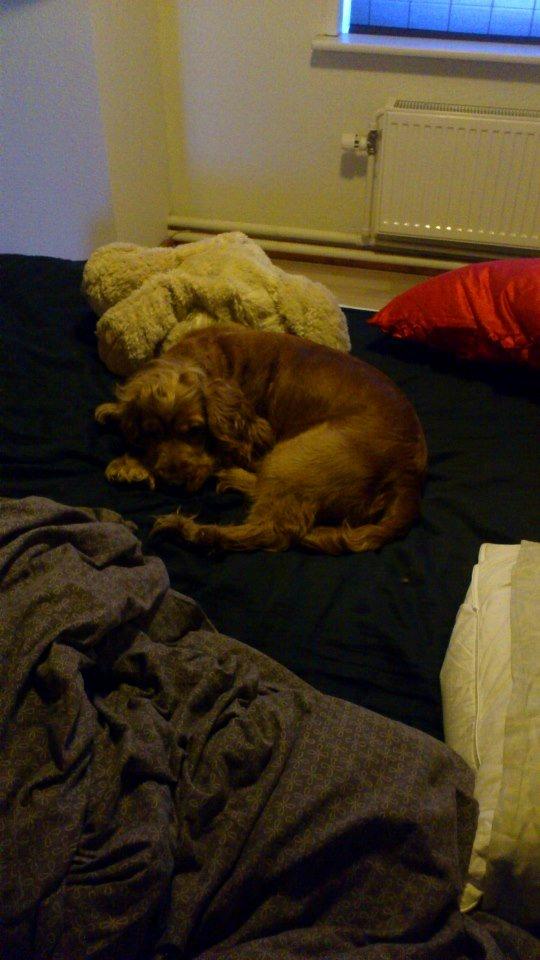 Cocker spaniel Nova - En morgen var Nova blevet væk... Fandt hende dog hvor hun havde hoppet op i vores seng i soveværelset for at sove ;-) billede 6