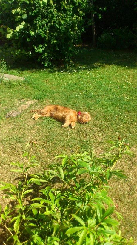 Cocker spaniel Nova - Nova er godt træt efter en tur hos dyrelægen hvor hun blev bedøvet :-) billede 7