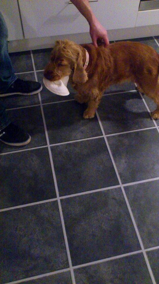 Cocker spaniel Nova - Nova med en madpandekage som hun troede var legetøj og ikke mad ;-) billede 8