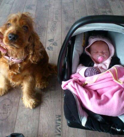 Cocker spaniel Nova - meget stolte Nova med vores datter da vi kom hjem fra hospitalet :-) Hun tog det så flot !! billede 1