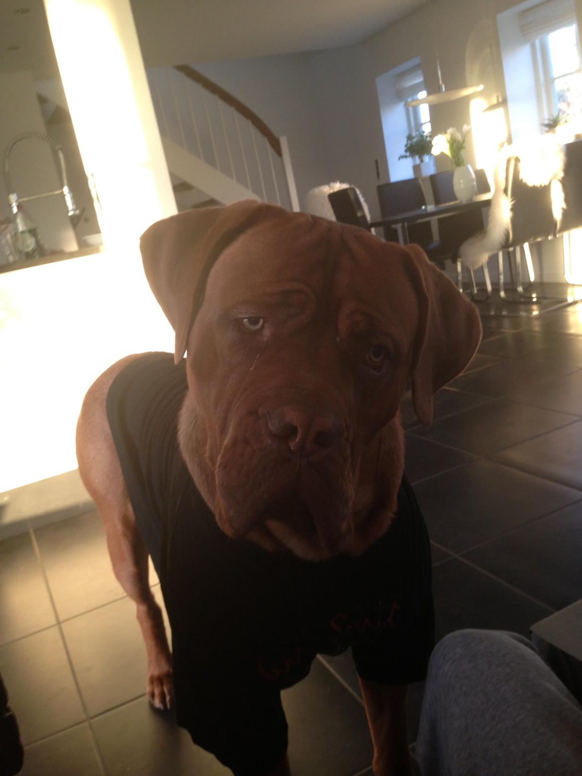 Dogue de bordeaux Cody billede 49