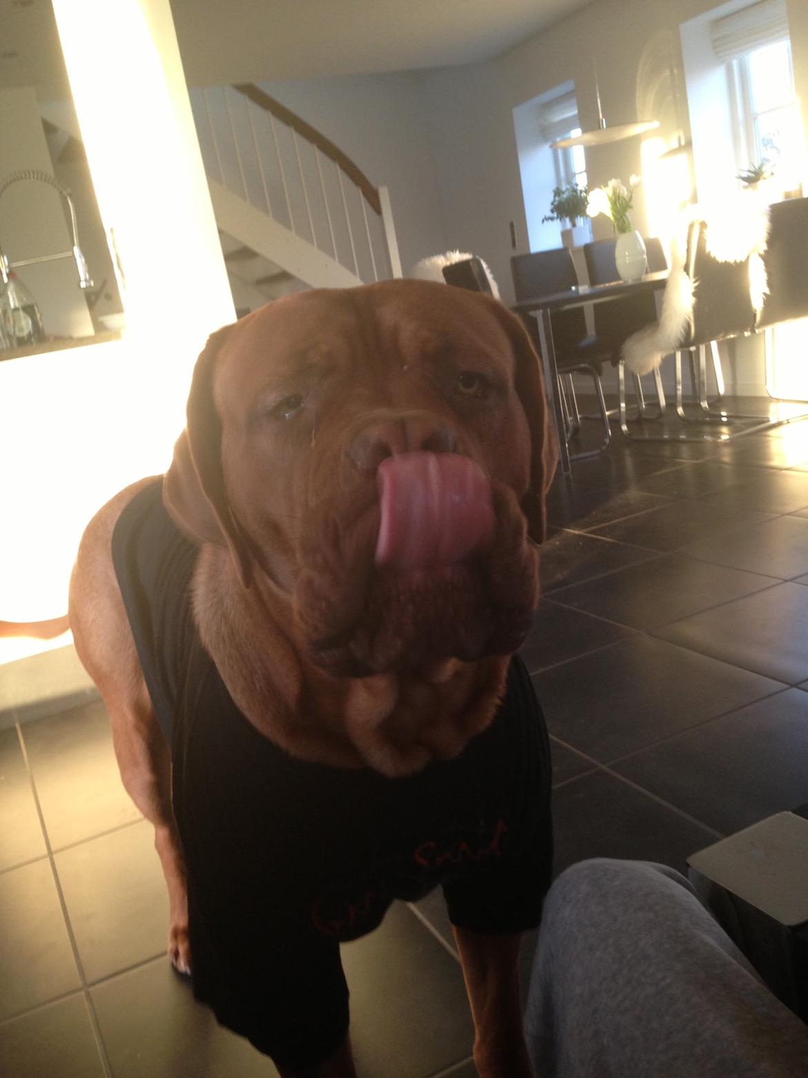 Dogue de bordeaux Cody billede 50
