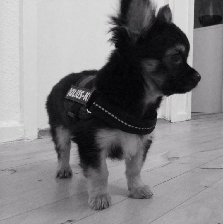 Chihuahua Milo billede 8