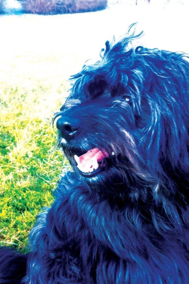 Blanding af racer Bølle billede 12